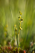 Photo ofRannoch-rush (Pod Grass) (Scheuchzeria palustris). Photographer: 