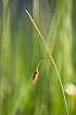 Photo ofBog-sedge (mud sedge) (Carex limosa). Photographer: 