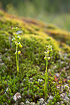 Photo ofRannoch-rush (Pod Grass) (Scheuchzeria palustris). Photographer: 