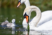 Mute swan  couple with chicks