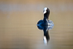 Common coot on calm water
