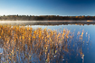 Winter morning by a lake in the Danish Lakelands