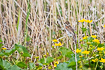 Female reed bunting and flowering marsh-marigold