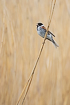 Singing reed bunting (male)