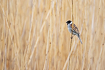 Reed bunting - male