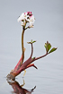 Flowering bogbean