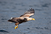 White-tailed eagle in low flight