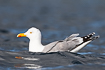 Resting herring gull