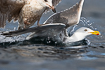 Fighting herring gulls