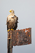 Adult white-teailed eagle resting on a rusty reef marker