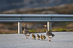 Greylag geese parents crossing a road with their goslings