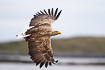 Photo ofWhite-tailed Eagle (Haliaeetus albicilla). Photographer: 