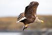 White-tailed eagle with a fish in its fangs