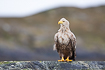 Adult white-tailed eagle resting on a rock