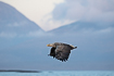 White-tailed eagle with a freshly caught fish in a norwegian archipelago