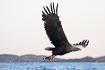 White-tailed eagle with a freshly caught fish in a norwegian archipelago
