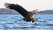 White-tailed eagle with stretched fangs ready to catch fish in a norwegian archipelago