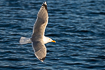 Herring gull in evening light