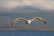 Frontal portrait of a herring gull with norwegian coastal mountains in the background