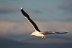 Photo ofGreat Black-backed Gull (Larus marinus). Photographer: 