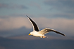 Great black-backed gull in warm evening light