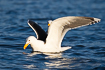 Great black-backed gull with lifted wings