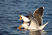 Great black-backed gulls looking for food
