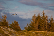 White-tailed eagle in a coastal landscape