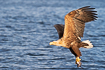 White-tailed eagle with a freshly caught fish