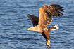 White-tailed eagle with a freshly caught fish