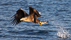 White-tailed eagle catching a fish