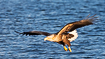 White-tailed eagle in hunting mode