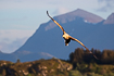 White-tailed eagle hunting af Norwegian archipelago