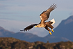 White-tailed eagle hunting i a Norwegian archipelago 