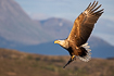 White-tailed eagle with freshly caught fish in warm evening light