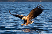 White-tailed eagle catching fish