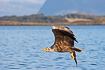 White-tailed eagle with freshly caught fish