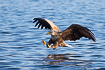 White-tailed eagle catching fish