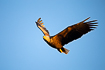Flight image of a white-tailed eagle in warm evening light
