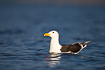 Great black-backed gull in warm evening light
