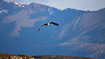 Flight image of a white-tailed eagle in a Norwegian coastal landscape