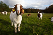 Goat used for invasive plant species management