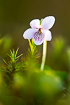 Foto af Eng-Viol (Viola palustris). Fotograf: 