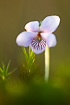 The delicate flower of a marsh violet