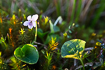 Photo ofMarsh Violet  (Viola palustris). Photographer: 