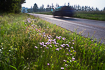 Road verge with floering thrift