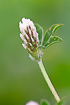 Foto af Stribet klver (Trifolium striatum). Fotograf: 