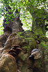 Beech tree with tinder fungus (Fomes fomentarius)