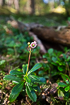 Flowering umbellate wintergreen