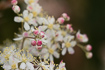 Flowering dropwort